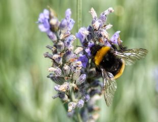 alexandra -crawley- bee on lavender 310.jpg