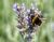 alexander-crawley-Bee on lavender 310.jpg