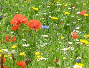 wildflower mix