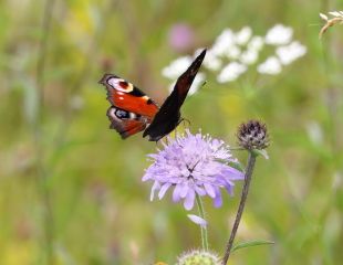 Peter Flemming image Peacock Butterfly on wild scabious