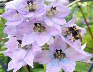 Delphinium and bee