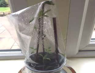 Home made propagator