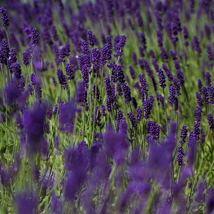 Lavandula angusifolia 'Hidcote'