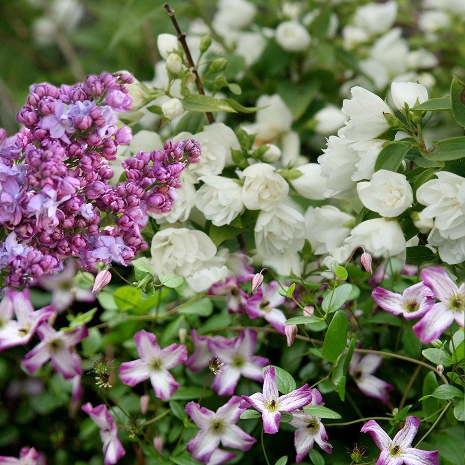 Scented border collection