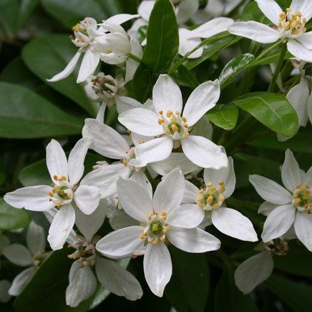 Choisya ternata Mexican orange blossom