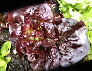 Growing lettuce 