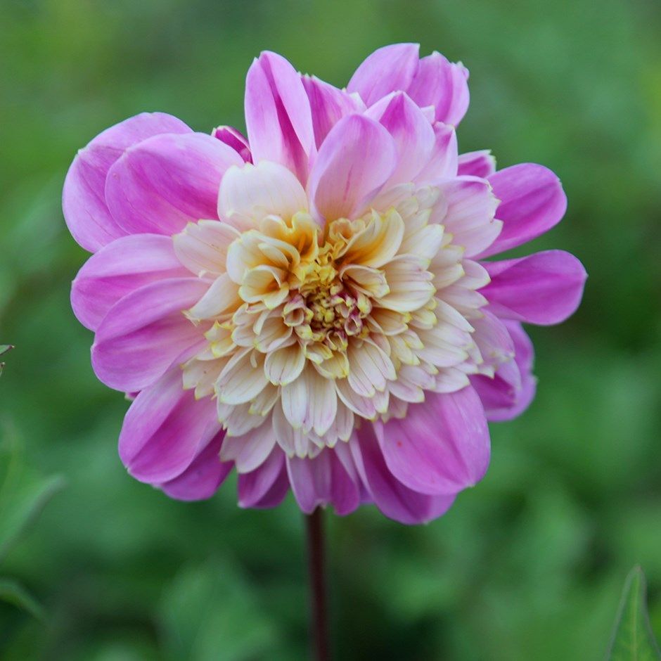Dahlia