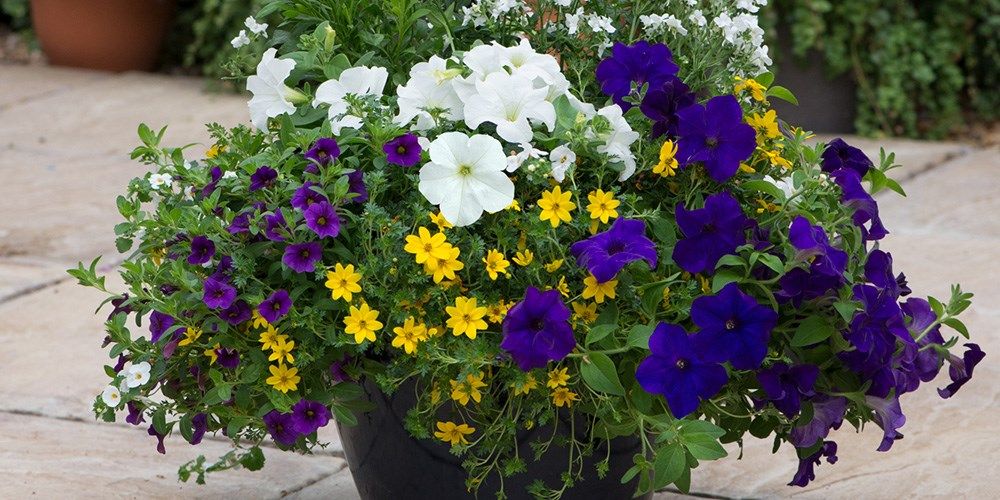 ready planters