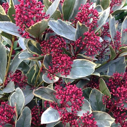 Skimmia Japonica