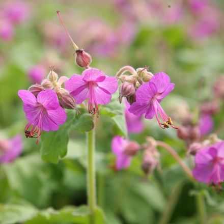 Geranium