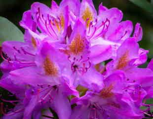 purple rhododendron in flower