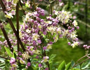 Thalictrum delavayi 