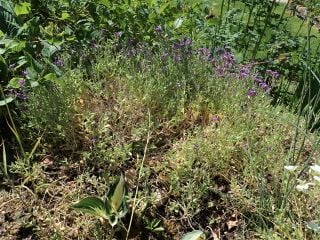 Overgrown Aubretia before cutting back