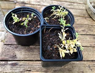 Potted up small Aubretia plants