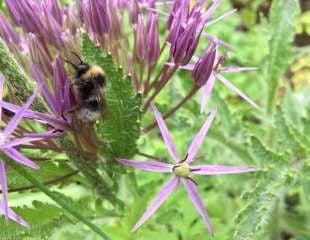 allium Cristophii with bee