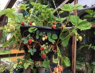 Strawberries in a hanging basket 