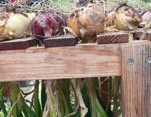 onions drying in the greenhouse