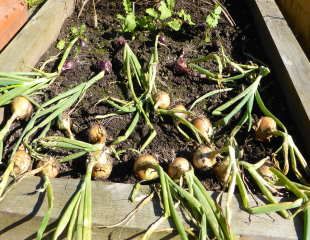 onions drying in the soil