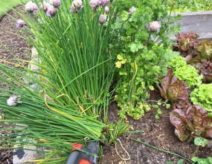 Chives cutting back