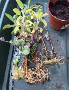 Rooting Sage in water