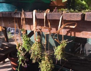 Thyme drying 310