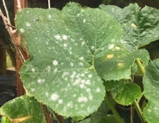 Powdery Mildew on Squash 