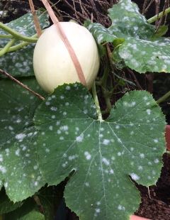 Powdery mildew on Squash late in season