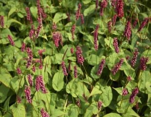 Persicaria amplexicaulis