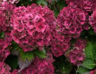 Ruby red hydrangeas flowers 