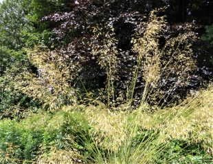 Stipa gigantea