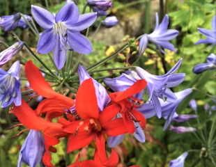 Crocosmia lucifer and Agapanthus 