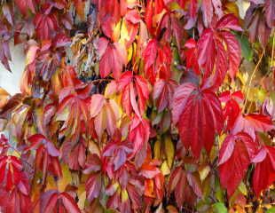 Boston Ivy