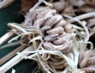 calendula seed head