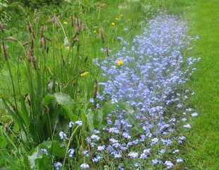 biennal flowering forget me nots growing alongside a stream