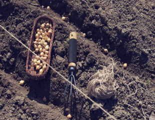 Planting onion sets