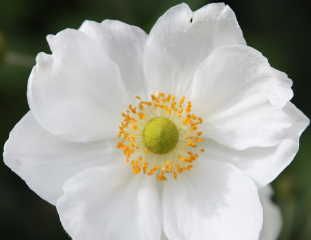 Anemone à hybrida 'Honorine Jobert' Japanese