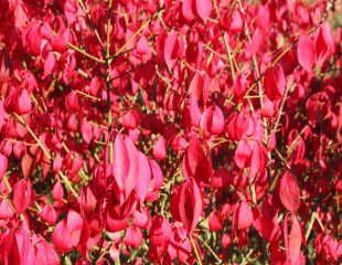 Euonymus alatus 'Compactus