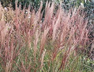 Miscanthus sinensis 'Kleine Silberspinne