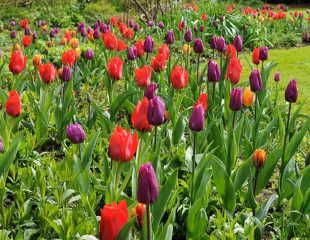 Royal tulip collection from Crocus