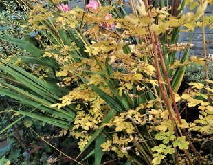 Buttery yellow coloured Thalictrum in Autumn