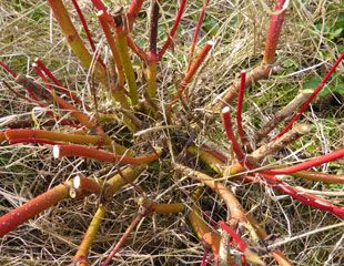 Cornus cut back hard