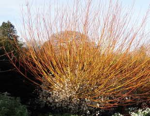 Â Cornus sericea 'Flaviramea