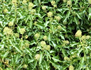  Common Ivy in flower