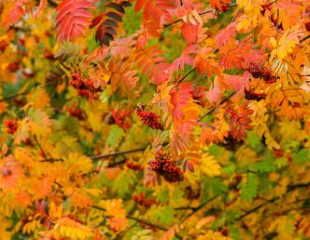 Rowan tree with berries