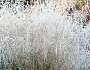 frosted grasses in winter