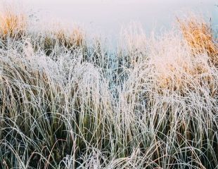 冬日阳光下的青草