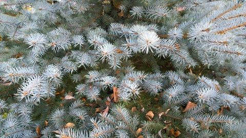 Blue Spruce