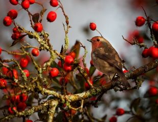 Robin and berries 310