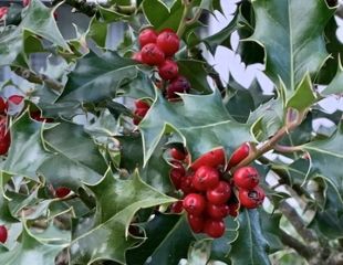 English Holly with Berries