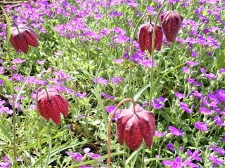 F. melegaris known as Snake's Head fritillary growing with Aubretia 